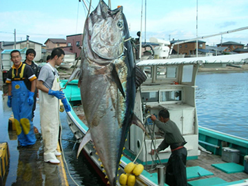 Oma Tuna  Oma Tourism Association